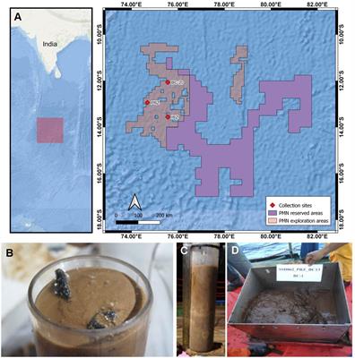 Macrobenthic communities in the polymetallic nodule field, Indian Ocean, based on multicore and box core analysis